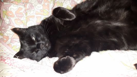 #RICHARDthecat sleeping with one eye open