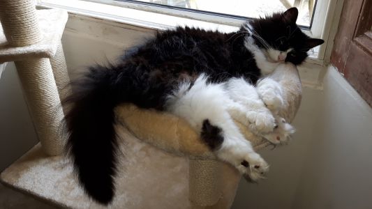 #ANNIEthecat Cat tower nap