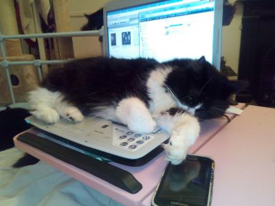#ANNIEthecat asleep on laptop