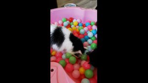 #GEORGEtheCat and the BALL BATH / POOL. Searching for DREAMIES treats in This Great Interactive Cat Toy is so much fun. We at CATS and DOGS have FUN LOVE IT.