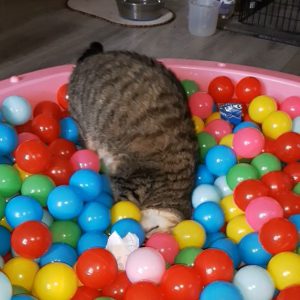 #LIZZYtheCat in the BALL BATH / POOL. I just LOVE finding the CatNip Cushion #MUMMYourGuardian hides in this Great Interactive Cat Toy where CATS and DOGS have FUN.