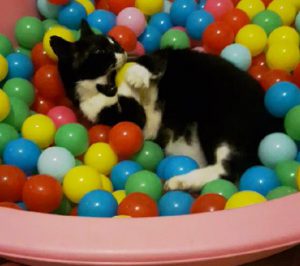 #MINItheCat and the BALL BATH / POOL. I cant help my self its just too much fun this This Great Interactive Cat Toy. We at CATS and DOGS have FUN LOVE IT.