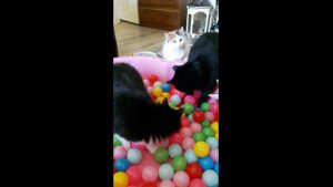 #RICHARDtheCat and the BALL BATH / POOL. I am having so much fun in this This Great Interactive Cat Toy is so much fun. We at CATS and DOGS have FUN LOVE IT.